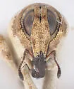 Cylindrocopturus munitus - photo 5