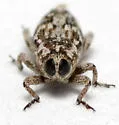 Cylindrocopturus nanulus - photo 2