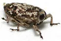 Cylindrocopturus nanulus - photo 3