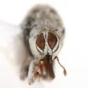 Cylindrocopturus nanulus - photo 4