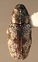 Cylindrocopturus nubilatus - photo 2
