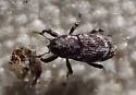 Cylindrocopturus nubilatus - photo 4