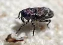 Cylindrocopturus nubilatus - photo 5