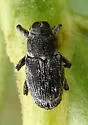 Cylindrocopturus operculatus - photo 2