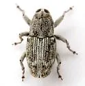 Cylindrocopturus operculatus - photo 3