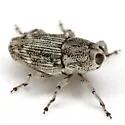 Cylindrocopturus operculatus - photo 4