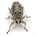 Cylindrocopturus operculatus - photo 5