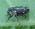Cylindrocopturus quercus - Cylindrocopturus quercus