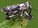 Cylindrocopturus quercus - photo 2