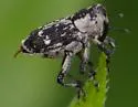 Cylindrocopturus quercus - photo 3