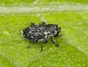 Cylindrocopturus quercus - photo 4