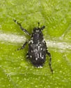 Cylindrocopturus quercus - photo 5