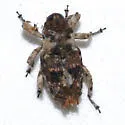 Cylindrocopturus tetralobus - Cylindrocopturus tetralobus