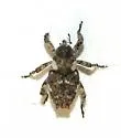 Cylindrocopturus tetralobus - photo 2