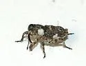 Cylindrocopturus tetralobus - photo 3