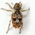 Cylindrocopturus tetralobus - photo 4