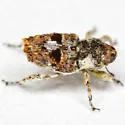 Cylindrocopturus tetralobus - photo 5