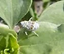 Cylindrocopturus undescribed-nr-princeps - photo 2