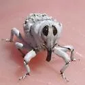 Cylindrocopturus undescribed-nr-princeps - photo 4