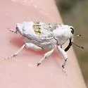 Cylindrocopturus undescribed-nr-princeps - photo 5