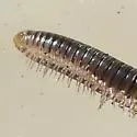 Cylindroiulus caeruleocinctus - photo 2