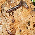 Cylindroiulus caeruleocinctus - photo 3