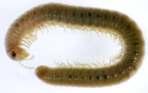 Cylindroiulus latestriatus