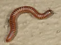 Blunt-tailed Snake Millipede