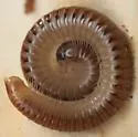 Blunt-tailed Snake Millipede - photo 2