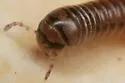 Blunt-tailed Snake Millipede - photo 3