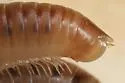 Blunt-tailed Snake Millipede - photo 4