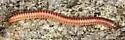 Blunt-tailed Snake Millipede - photo 5