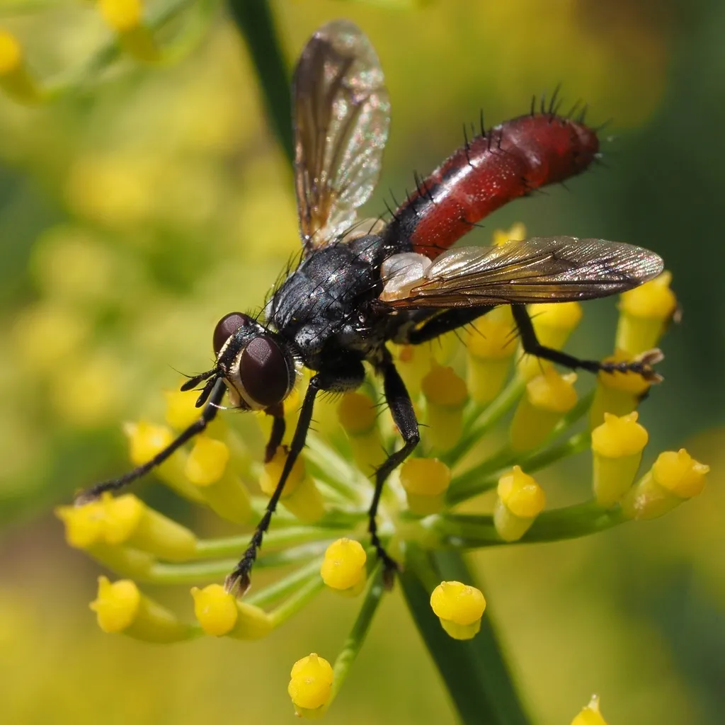 Cylindromyia bicolor - photo 2