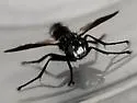 Cylindromyia fumipennis - photo 2