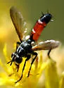 Cylindromyia intermedia
