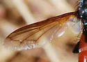 Cylindromyia intermedia - photo 2
