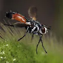 Cylindromyia intermedia - photo 3