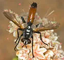 Cylindromyia intermedia - photo 4