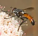 Cylindromyia intermedia - photo 5