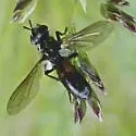 Cylindromyia interrupta