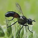 Cylindromyia interrupta - photo 2