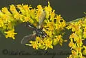 Cylindromyia interrupta - photo 3