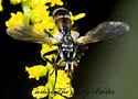 Cylindromyia interrupta - photo 4