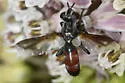 Cylindromyia nana