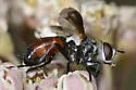 Cylindromyia nana - photo 2