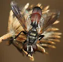 Cylindromyia nana - photo 3