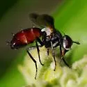 Cylindromyia nana - photo 4