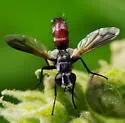 Cylindromyia nana - photo 5