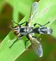 Cylindromyia propusilla