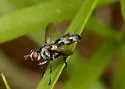 Cylindromyia propusilla - photo 2